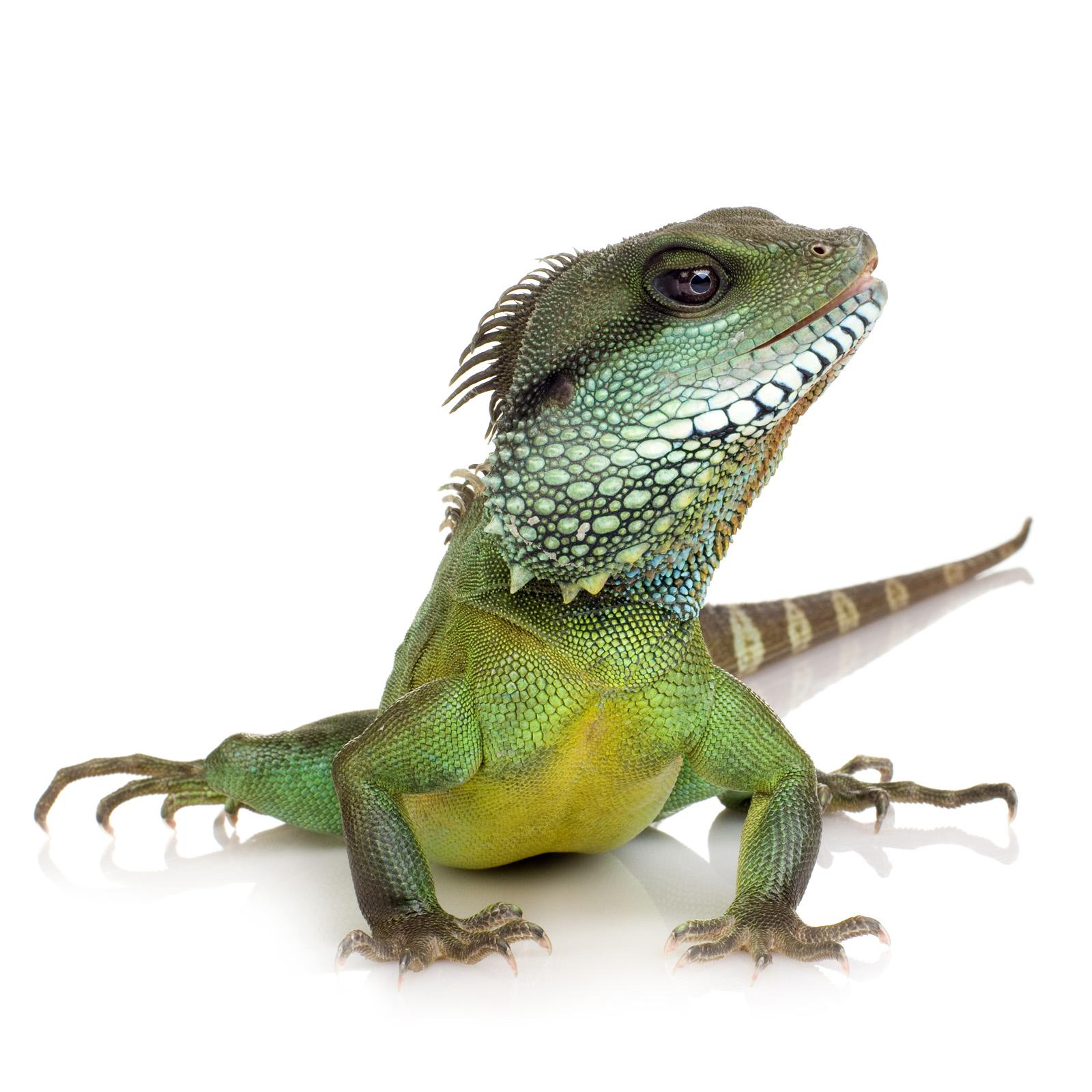 REPTILES
