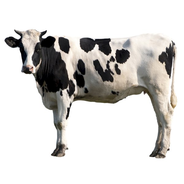 GANADO