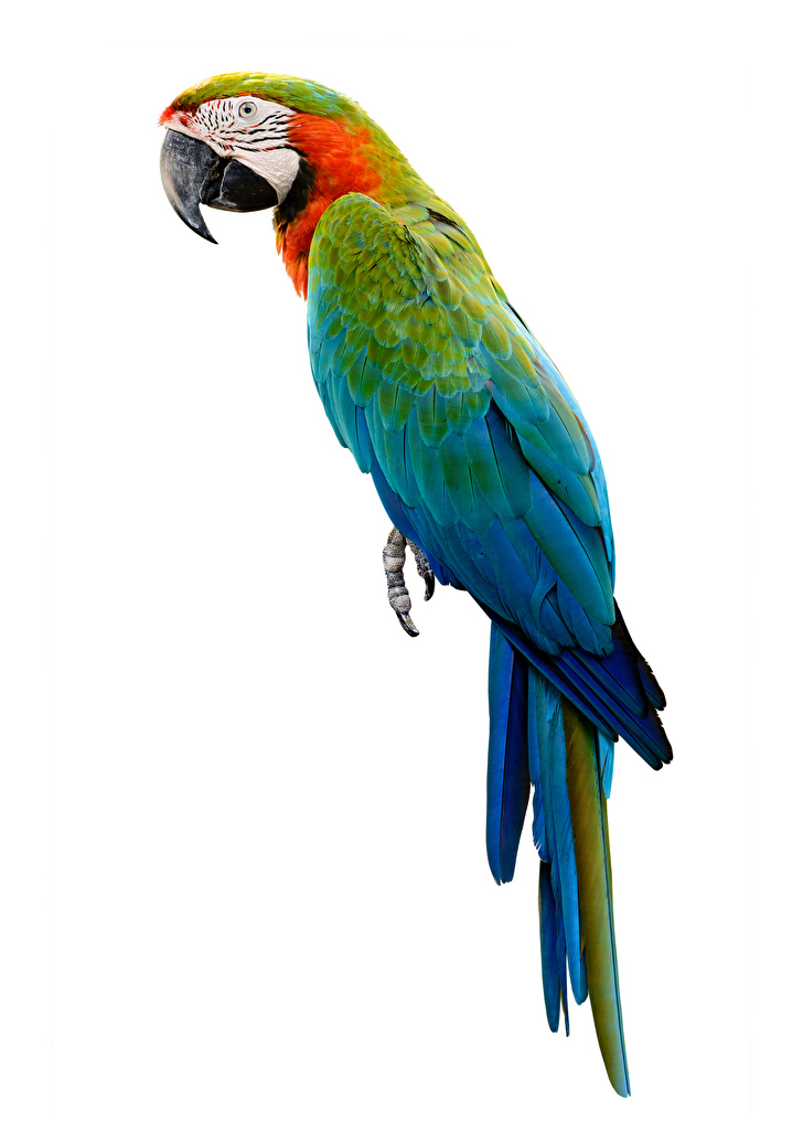 AVES
